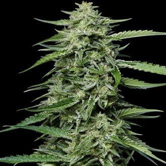Blueberry Honey (Humboldt Seed Company) feminizovaná