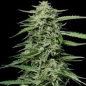 Blueberry Honey (Humboldt Seed Company) feminizovaná