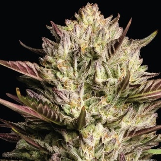 California Octane Triploid (Humboldt Seed Company) feminizovan&aacute;