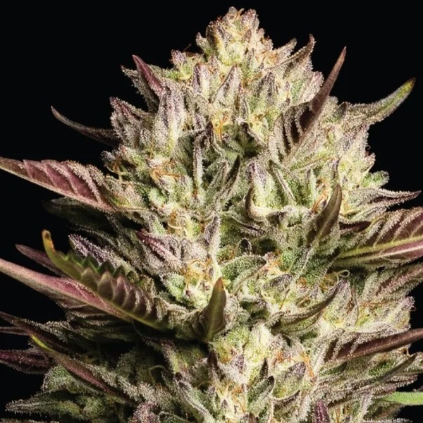 California Octane Triploid (Humboldt Seed Company) feminizovaná
