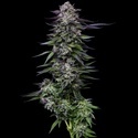 Candy Hustle (Humboldt Seed Company) feminizovaná