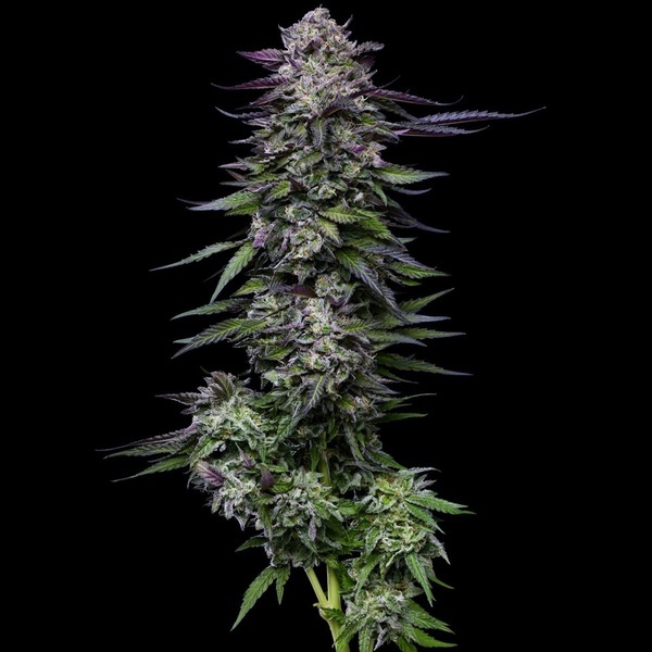 Candy Hustle (Humboldt Seed Company) feminizovaná