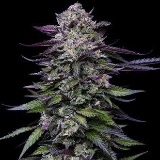 Candy Hustle (Humboldt Seed Company) feminizovaná