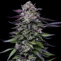 Candy Hustle (Humboldt Seed Company) feminizovaná