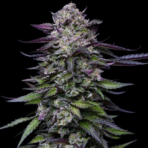 Candy Hustle (Humboldt Seed Company) feminizovaná