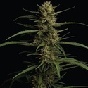 Caribbean Queen (Humboldt Seed Company) feminizovaná