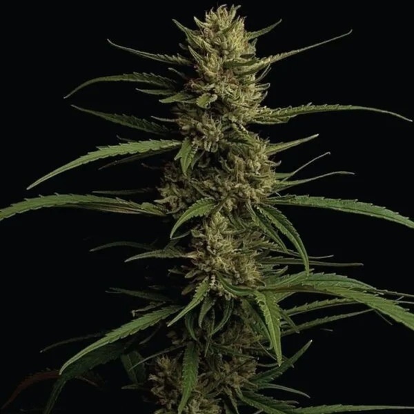 Caribbean Queen (Humboldt Seed Company) feminizovaná