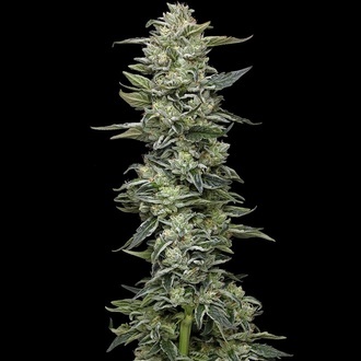 Honey Bear (Humboldt Seed Company) feminizovan&aacute;