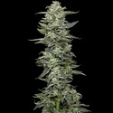 Honey Bear (Humboldt Seed Company) feminizovaná