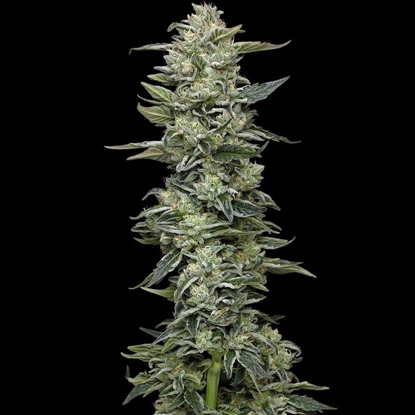 Honey Bear (Humboldt Seed Company) feminizovaná