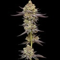 Hyper Za (Humboldt Seed Company) feminizovaná