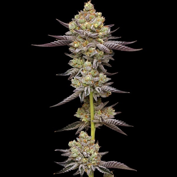 Hyper Za (Humboldt Seed Company) feminizovaná