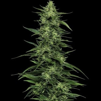 Limez (Humboldt Seed Company) feminizovan&aacute;