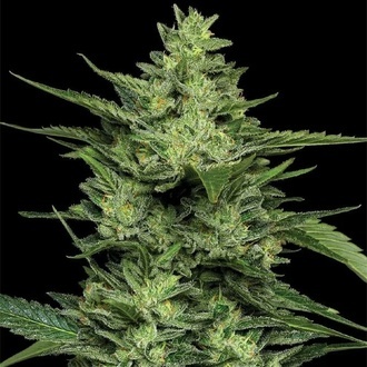 Limez (Humboldt Seed Company) feminizovaná