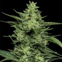 Limez (Humboldt Seed Company) feminizovaná