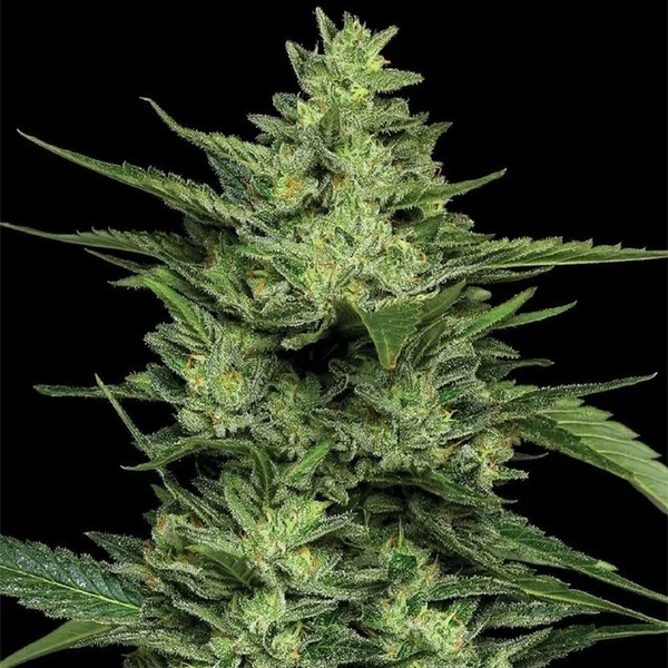 Limez (Humboldt Seed Company) feminizovaná