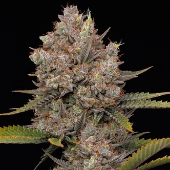 Hella Jelly Samonakv&eacute;tac&iacute; (Humboldt Seed Company) feminizovan&aacute;