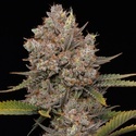 Hella Jelly Samonakvétací (Humboldt Seed Company) feminizovaná