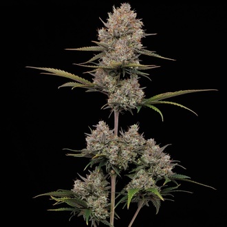 Hella Jelly Samonakvétací (Humboldt Seed Company) feminizovaná