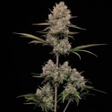 Hella Jelly Samonakvétací (Humboldt Seed Company) feminizovaná