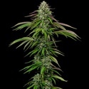 Garlic Budder Samonakvétací (Humboldt Seed Company) Feminizovaná