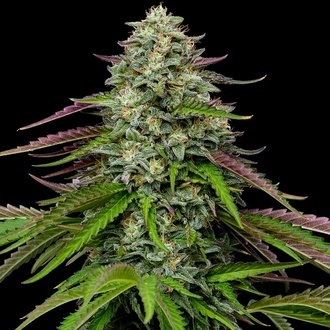 Garlic Budder Samonakvétací (Humboldt Seed Company) Feminizovaná