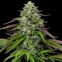 Garlic Budder Samonakvétací (Humboldt Seed Company) Feminizovaná