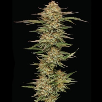 Orange Creampop (Humboldt Seed Company) feminizovan&aacute;