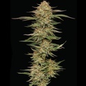 Orange Creampop (Humboldt Seed Company) Feminizovaná