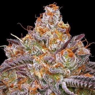 Granny Candy (Humboldt Seed Company) feminizovan&aacute;