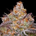 Granny Candy (Humboldt Seed Company) Feminizovaná