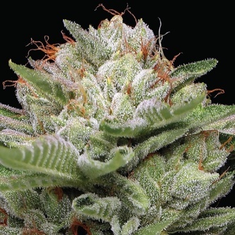 Durban Poison Samonakv&eacute;tac&iacute; (Humboldt Seed Company) feminizovan&aacute;