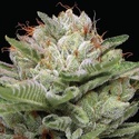 Durban Poison Auto (Humboldt Seed Company) Feminizovaná