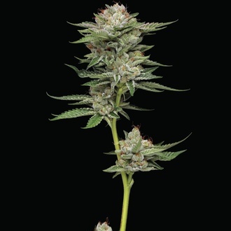 Durban Poison Auto (Humboldt Seed Company) Feminizovaná