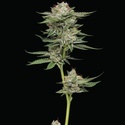 Durban Poison Auto (Humboldt Seed Company) Feminizovaná