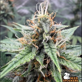Drizl Pickl Samonakv&eacute;tac&iacute; (Seedstockers) Feminizovan&aacute;