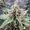 Drizl Pickl Samonakvétací (Seedstockers) Feminizovaná