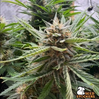 Fishy Zoap Autoflower (Seedstockers) Feminizovan&aacute;
