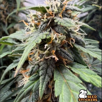 F.U.H (F*cked Up Hippy) Autoflower (Seedstockers) Feminizovan&aacute;