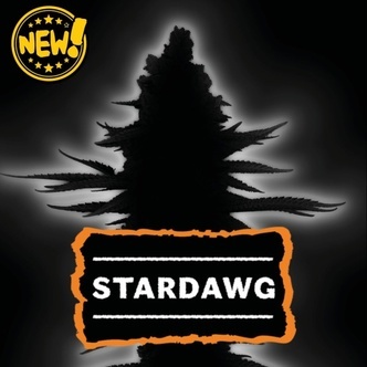 Stardawg Autoflower (Seedstockers) Feminizovan&aacute;