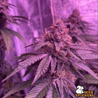 Barcelona Puff (Seedstockers) Feminizovan&aacute;