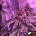 Barcelona Puff (Seedstockers) Feminizovaná