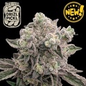 Drizl Pickl (Seedstockers) Feminizovaná