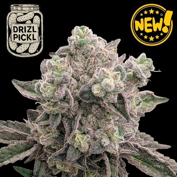 Drizl Pickl (Seedstockers) Feminizovaná