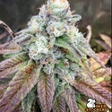 Fishy Zoap (Seedstockers) feminizovaná