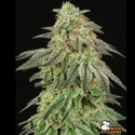 FUH F*cked Up Hippy (Seedstockers) feminizovaná semena konopí