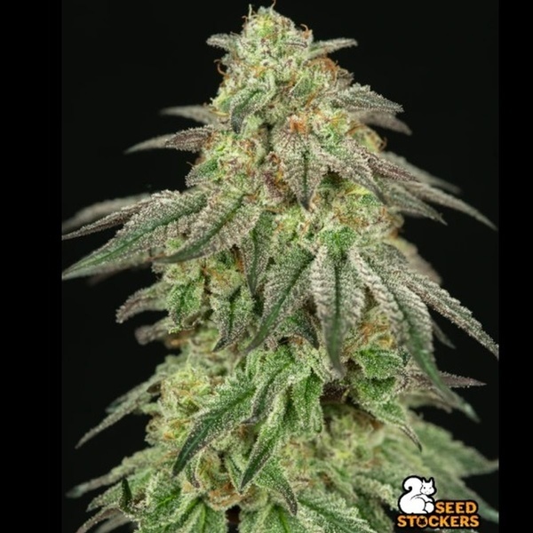 FUH F*cked Up Hippy (Seedstockers) feminizovaná semena konopí