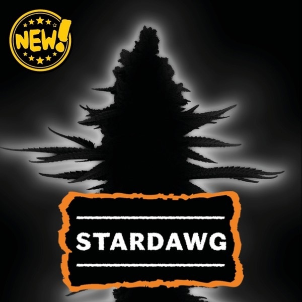 Stardawg (Seedstockers) Feminizovaná