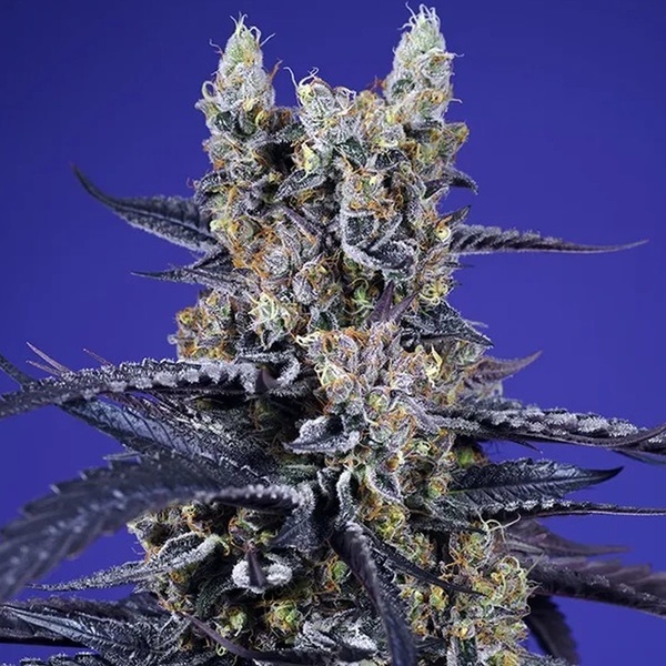 Super Boof XL Auto (Sweet Seeds) feminizovaná