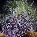 Super Boof XL Auto (Sweet Seeds) feminizovaná